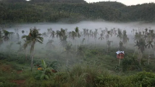 Travelling early morning to inspect the damage of Typhoon Odette in Siargao, I passed this awesome foggy morning view via along the coconut road of Siargao.