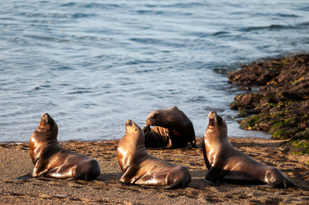 Sea Lions on beach, Peninsula Valdes, World Heritage Site, Patagonia, Argentina stock photo