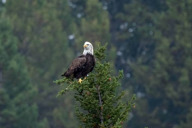 istock Bald Eagle perched on tree top in wilderness near White Sulfur Springs Montana 1431685850