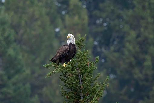 Bald Eagle perched on tree top in wilderness near White Sulfur Springs Montana