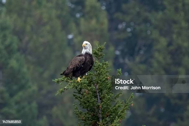 Bald Eagle Perched On Tree Top In Wilderness Near White Sulfur Springs Montana Stock Photo - Download Image Now