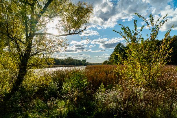 Orland Grove Nature Preserve Early Autumn Foliage at Orland Grove Nature Preserve early in the evening before dusk illinois nature stock pictures, royalty-free photos & images
