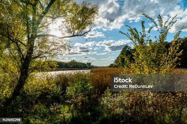 Orland Grove Nature Preserve Stock Photo - Download Image Now - Illinois, Swamp, Autumn