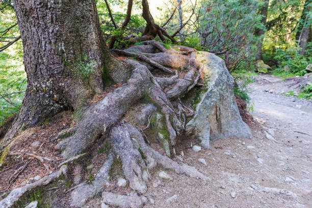The roots of a big brown tree in the middle of the green forest with green moss and rocks
