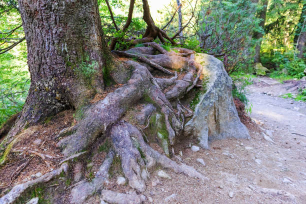 istock Brown tree roots in the dark green forest 1431692956
