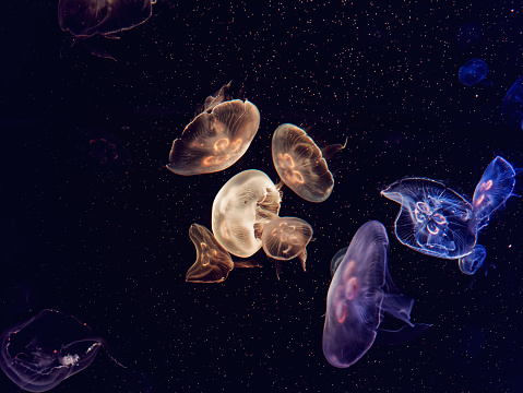 Group of Colorful Glowing Jellyfish Underwater in Aquarium