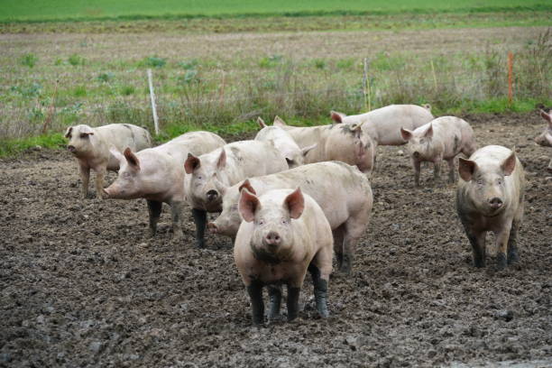istock Small scale pig farm with adult animals kept free. 1431695193