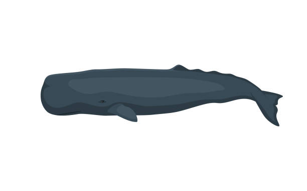 Large sperm whale Large sperm whale. Vector illustration of a large sperm whale, cachalot isolated on white. Flat design, side view. sperm whale stock illustrations