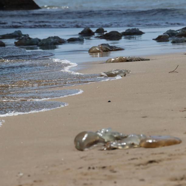 istock Jellyfishes on the sand 1431696789