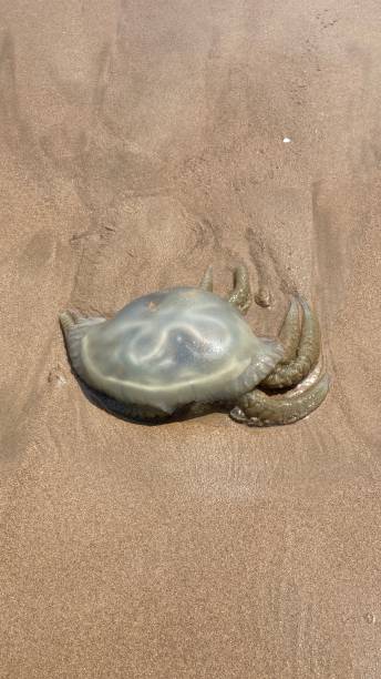 istock Jellyfish on the sand 1431696815