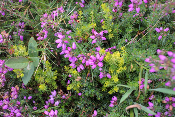 wild purple flowers in the mountain