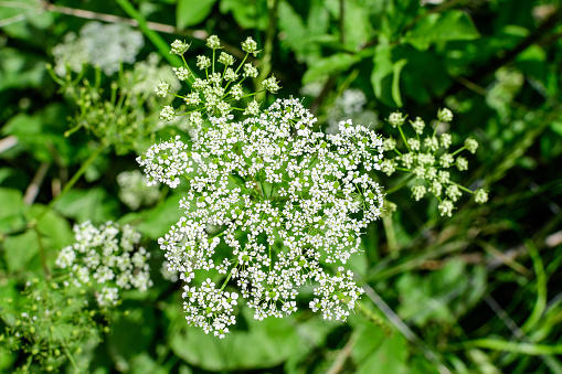 Many delicate white flowers of Anthriscus sylvestris wild perennial plant, commonly known as cow beaked parsley, wild chervil or keck in a forest, outdoor floral background