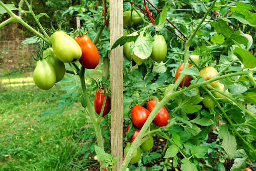 Close up of a bunch of plum tomatoes - variety Roma, showing the change of colour from green to red