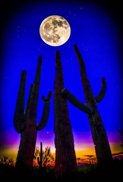 istock Saguaro Cactus,Tucson, AZ 1431701804