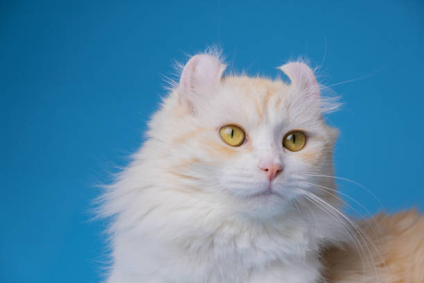 930+ American Curl Cat Stock Photos and Royalty-Free Pictures - iStock