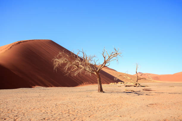 istock A dead tree stands in front of a orange sand dune, and bright blue sky in Namibia 1431703706