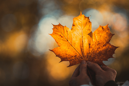 Woman hands holding autumn yellow maple leaf in a public park in Malmo, Sweden.