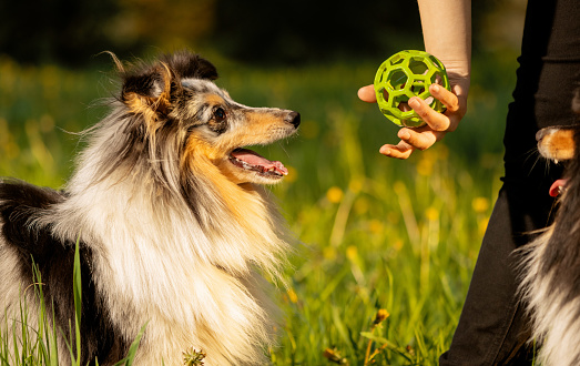 Happy dog looking at pet toy in outdoors. Pet owner holding green ball for Sheltie in hand