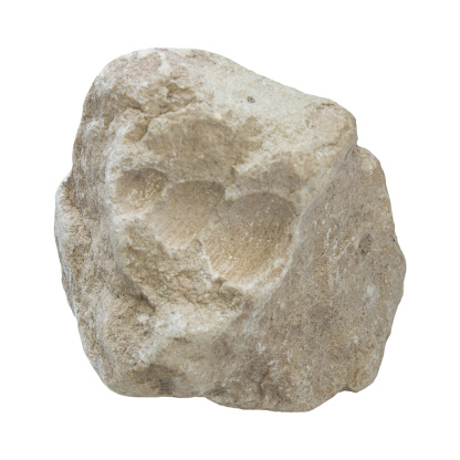 Tower Schneke fossil from Eggenburg Lower Austria on a white background