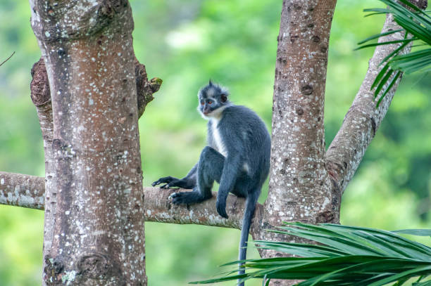 istock Kedih (Presbytis thomasi) in tropical rain forest 1431709172