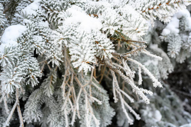 istock Snow-covered pine tree branch at sunset with ice fog. 1431709868