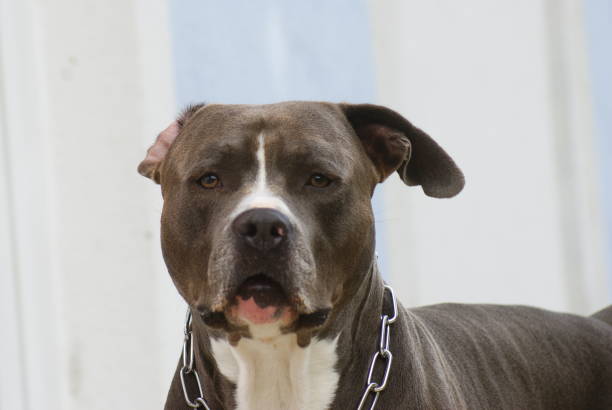 istock American Staffordshire Terrier 1431710168
