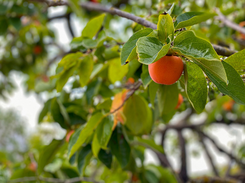 Tree branch with persimmon fruit