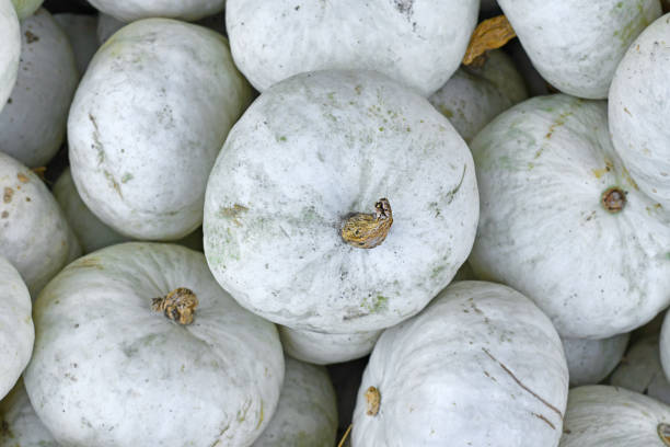 istock White Japanese Hokkaido Kabocha squashes 1431710851