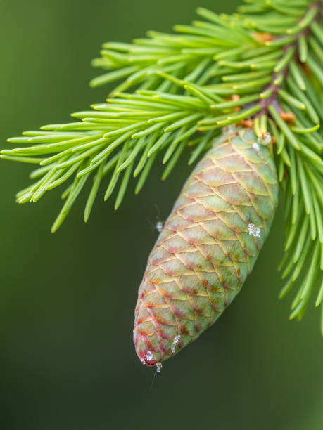 istock Young spruce cone with cured resin on a sunny morning in the forest. Copy space. Vertical image. 1431711631