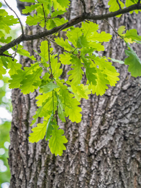 istock Green oak leaves on a natural blurred background. 1431711637