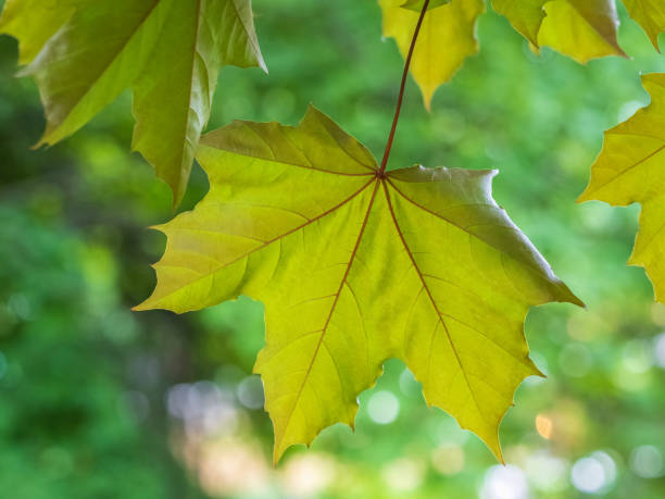 istock Spring branches of maple tree with fresh green leaves on blurred background 1431711663