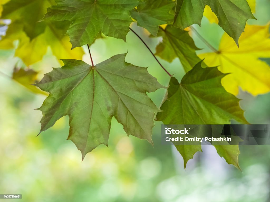 Spring Maple Tree Branch Spring Branches Of Maple Tree With Fresh Green Leaves On Blurred ...