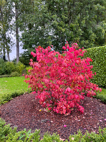 Beautiful deciduous shrub with vibrant colors and berries in the back yard.