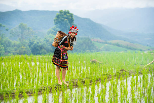 A hill tribe woman in a field. A young woman in a hill tribe dress in a terraced rice field. stock photo