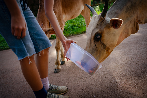 A young girl feeds the organic leftovers to a stray cow outside her home in India.