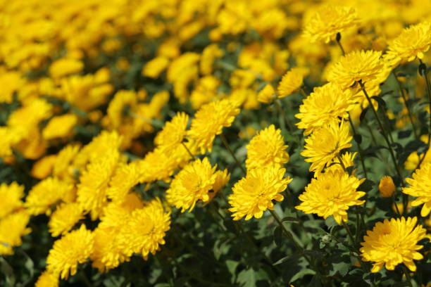 istock Yellow garden Mums | Chrysanthemums 1431716874