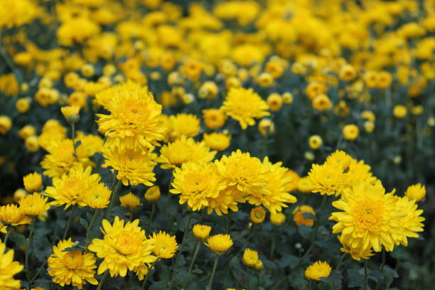 Yellow petaled Chrysanthemum flowers