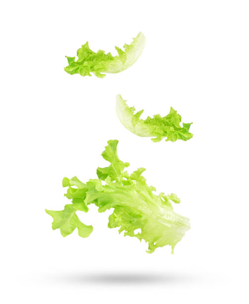 Fresh salad green lettuce leaves falling in the air isolated on white
