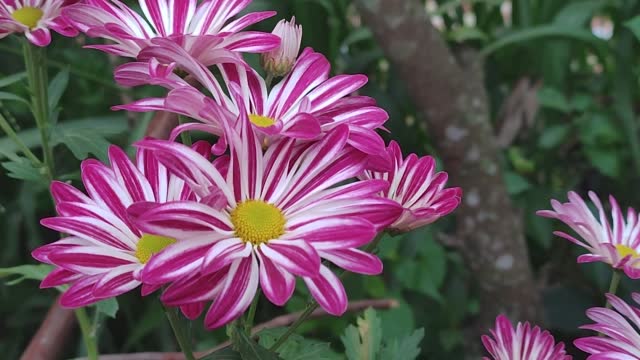 bright pink and white chrysanthemum flowers