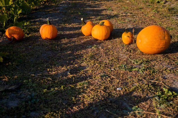 Free Stock Photo of Group of Pumpkins Sitting on the Ground | Download ...