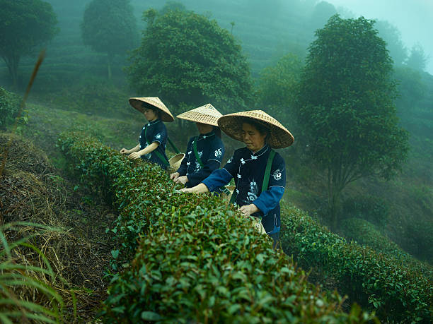 tee-musiker - tea crop picking agriculture women stock-fotos und bilder