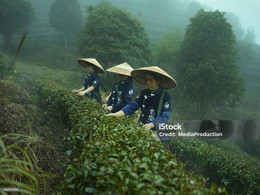 Tous les gens à thé - Photo de Culture du thé libre de droits