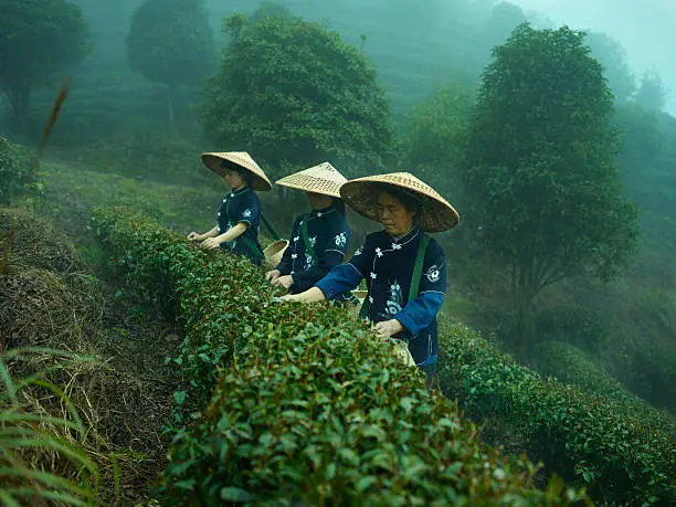 At dawn on a foggy spring morning, tea pickers harvesting the first crop of the year which is the most sought after tea of the entire harvest in the Baisha Area of Southern China.