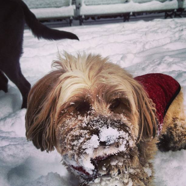 istock Puppy in the snow 1431723885