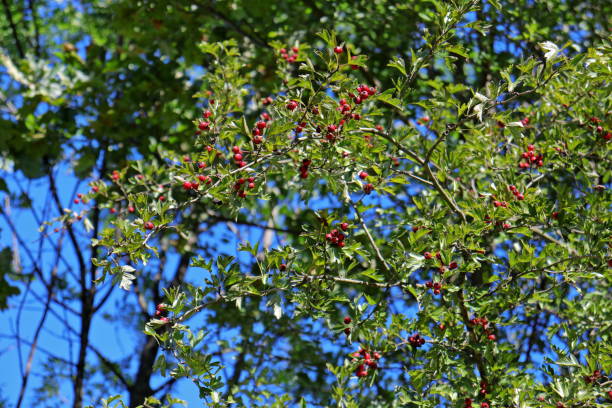 ramo de árvore comum hawthorn (crataegus monogyna) com frutos vermelhos - hawthorn berry fruit common fruit - fotografias e filmes do acervo