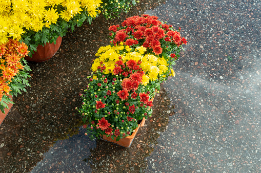 flowering chrysanthemums in a flowerpot on asphalt