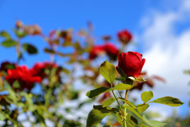 istock Red Rose garden flowers with blue sky background 1431725519
