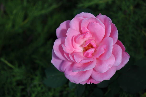 Pink petaled Rose flower closeup