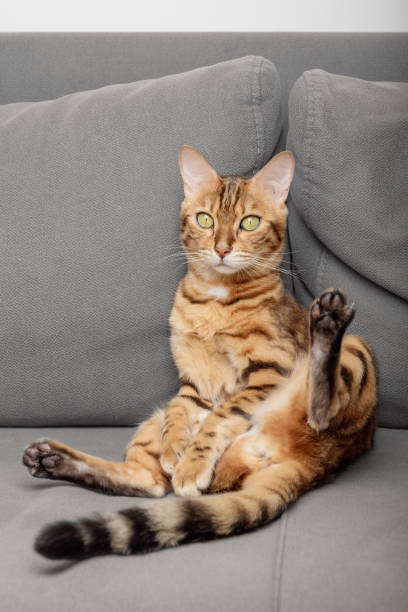 istock Lazy Bengal cat lies on the sofa. 1431725554