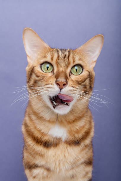 istock Licking Bengal cat on a blue background. 1431725615